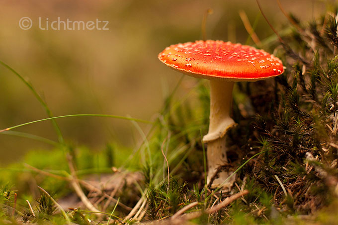 Lichtmetz