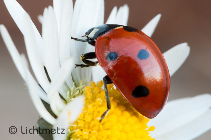 Lichtmetz